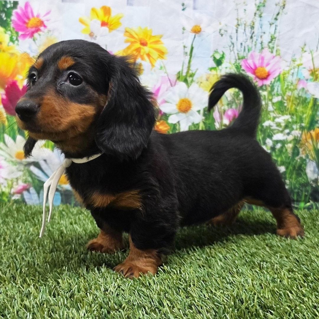 Cucciolo di Bassotto maschio Ettore, nero focato, pelo lungo