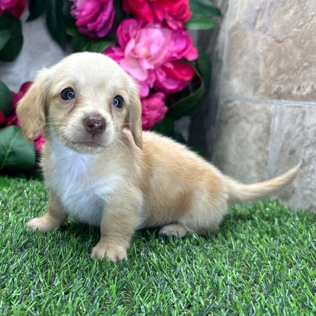 Cucciolo di Bassotto maschio Achille, crema chiaro, pelo lungo