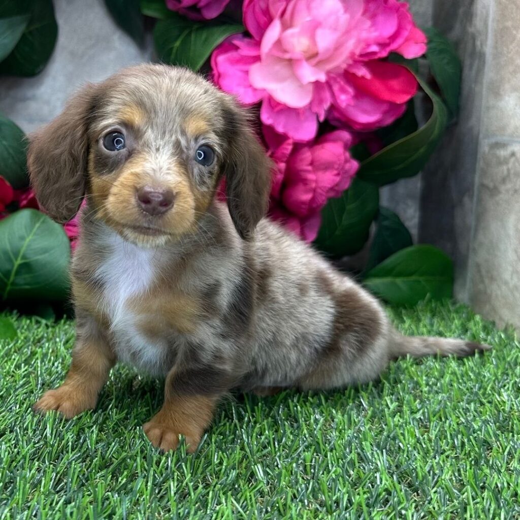 Cucciolo di Bassotto femmina Mirtilla, cioccolato focato arlecchino