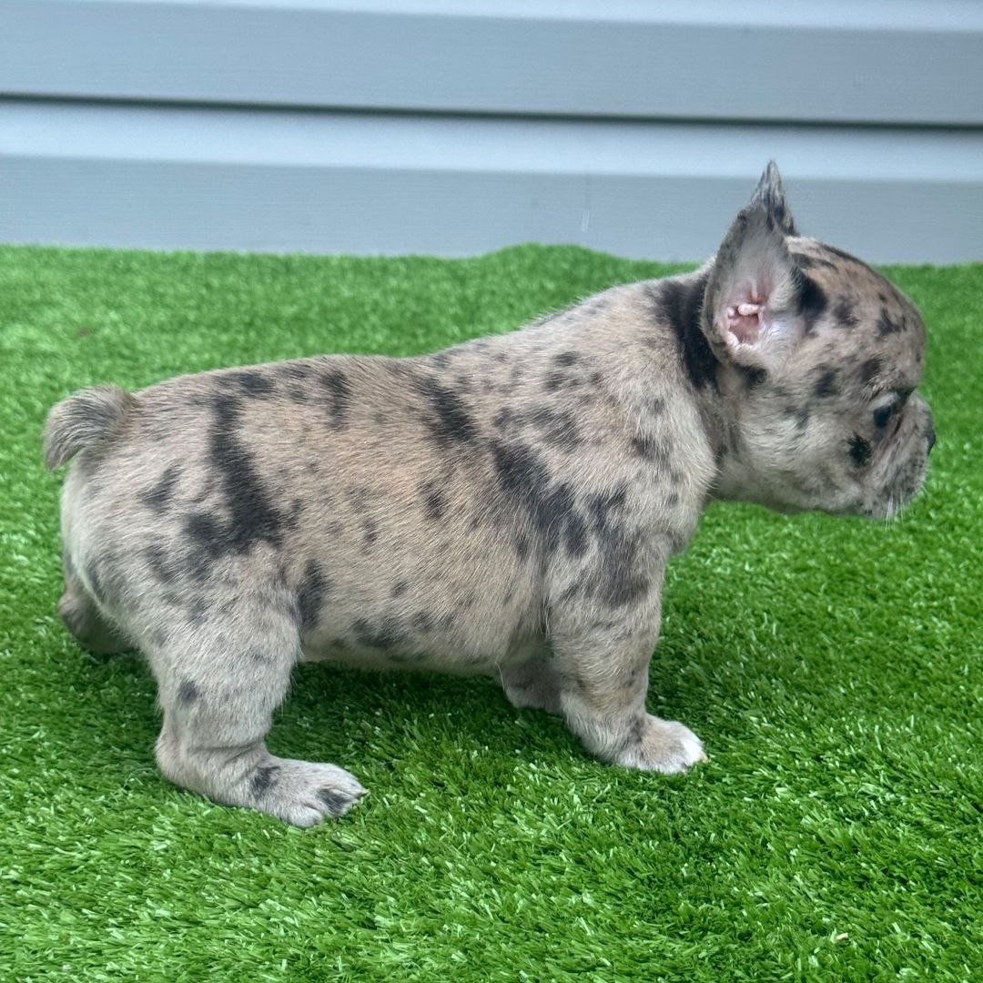 Cucciolo di Bouledogue Francese maschio Argo, blue merle