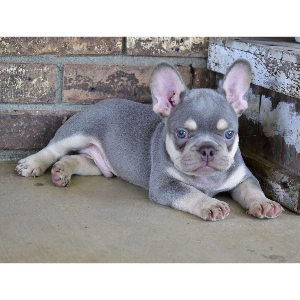 Cucciolo di Bouledogue Francese maschio Nerone, blu focato