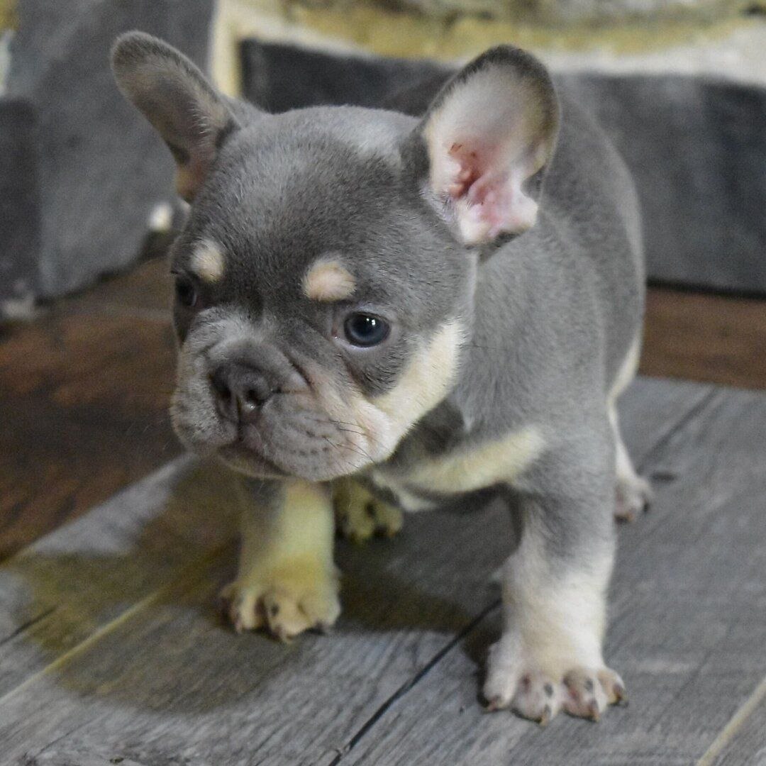 Cucciolo di Bouledogue Francese maschio Nerone, blu focato — foto 2