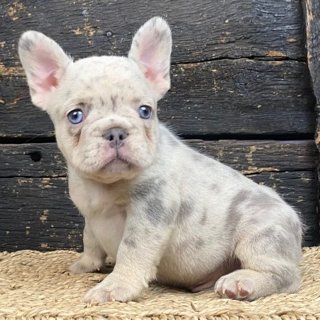 Cucciolo di Bouledogue Francese femmina Viola, lilac merle, occhi azzurri