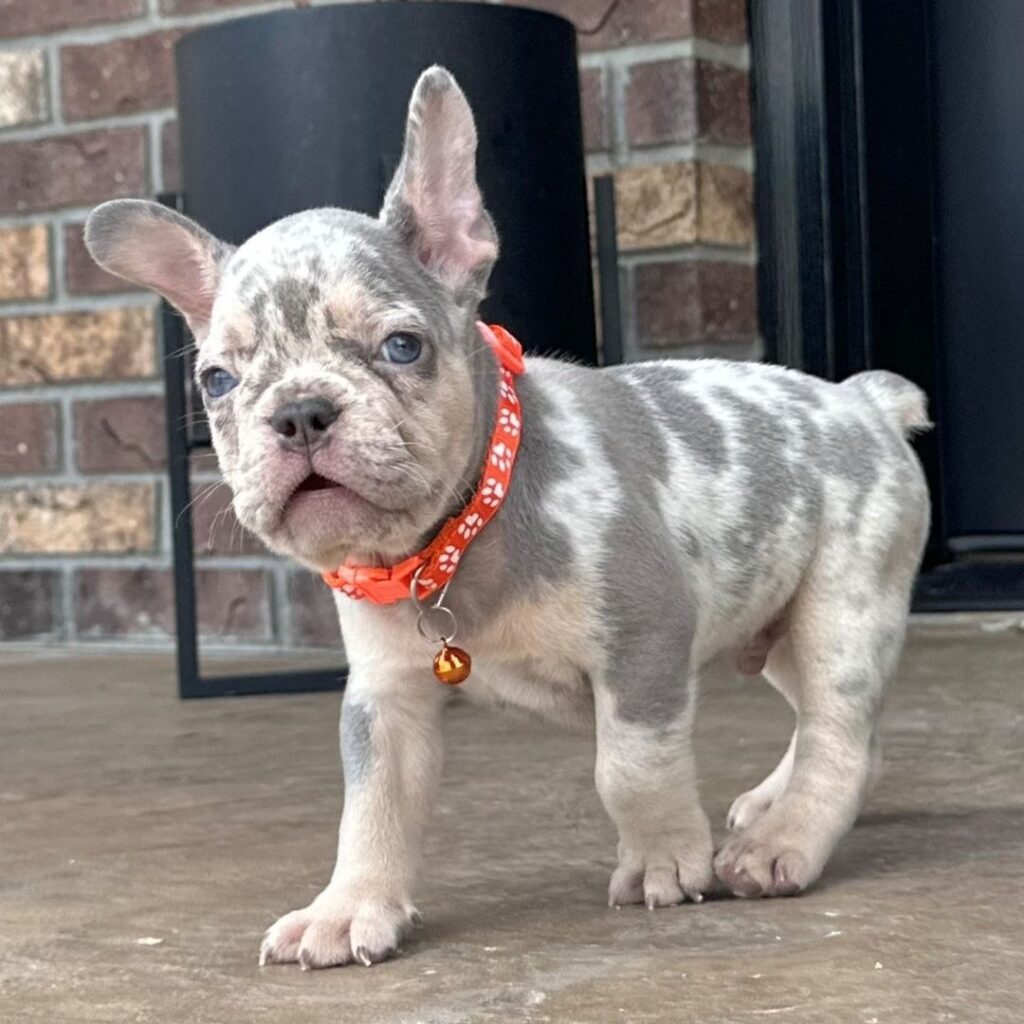 Cucciolo di Bouledogue Francese maschio Ercole, lilac merle