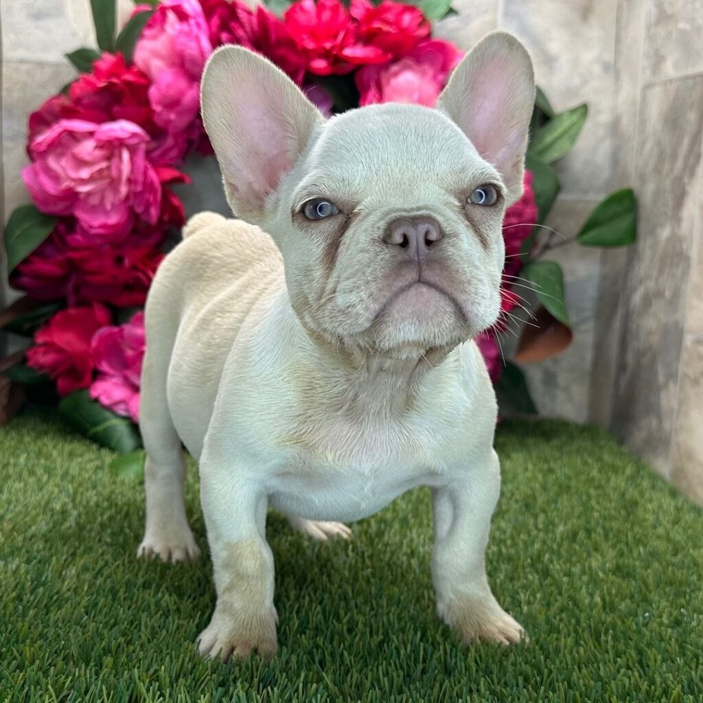 Cucciolo di Bouledogue Francese femmina Perla, platino, occhi azzurri