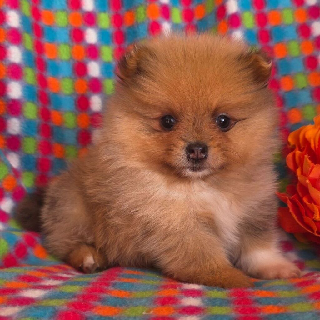 Cucciolo di Pomerania femmina Ambra, arancione sable