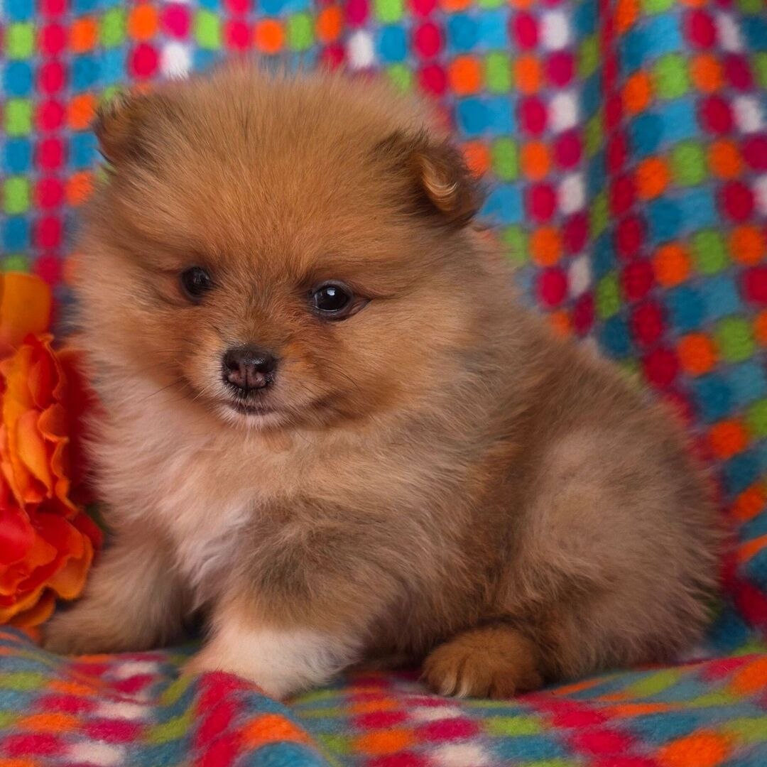 Cucciolo di Pomerania femmina Ambra, arancione sable — foto 2