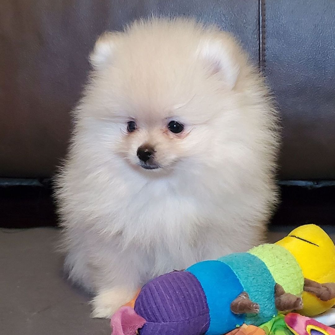 Cucciolo di Pomerania femmina Nuvola, crema