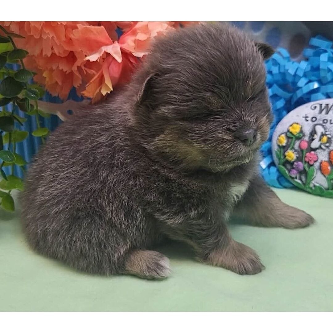 Cucciolo di Pomerania maschio Nino, blu grigio