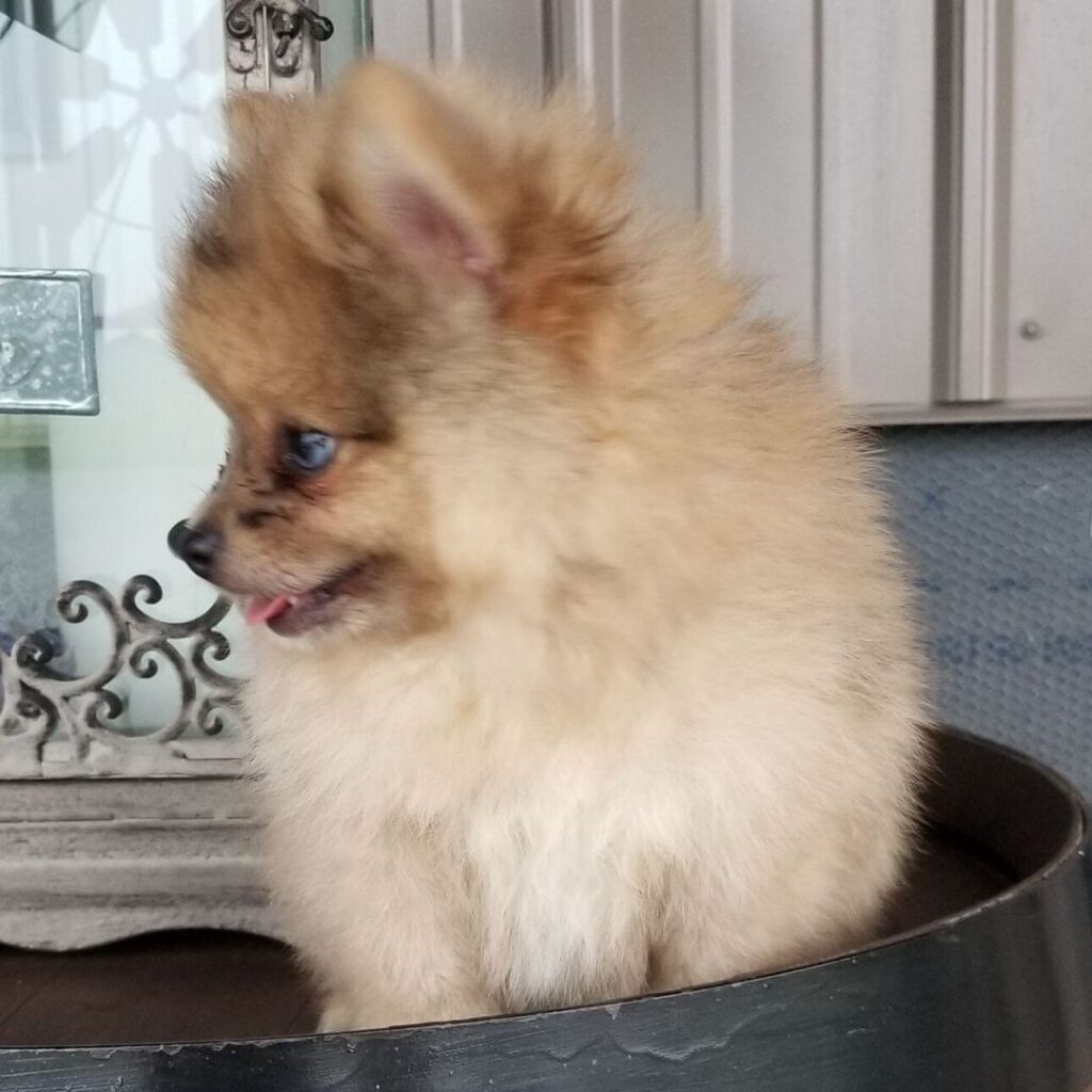 Cucciolo di Pomerania femmina Fiamma, arancione merle, un occhio azzurro