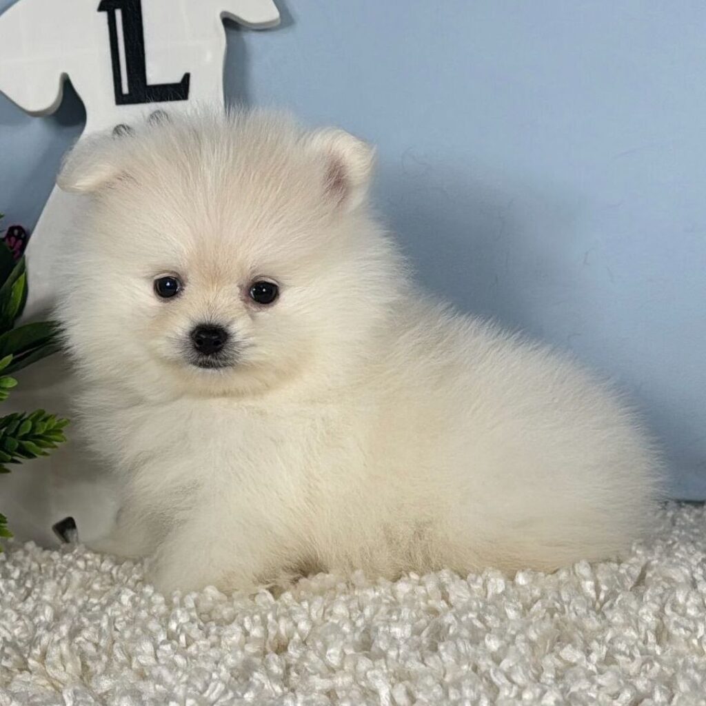 Cucciolo di Pomerania femmina Neve, bianco
