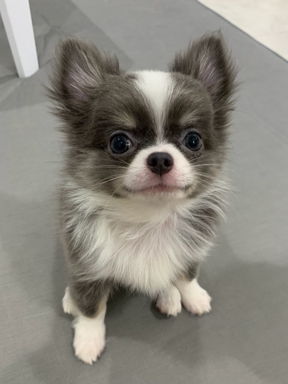 Cucciolo di Chihuahua maschio Otto, blu e bianco, pelo lungo