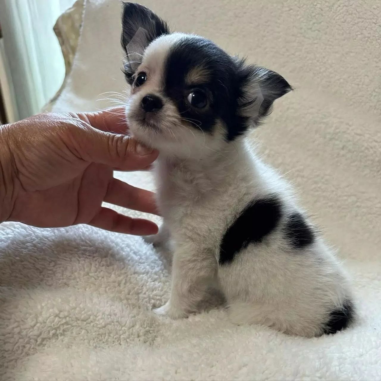 Cucciolo di Chihuahua femmina Bianca, tricolore, pelo lungo