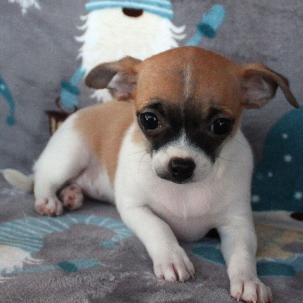 Cucciolo di Chihuahua femmina Chicca, fulvo e bianco, pelo corto