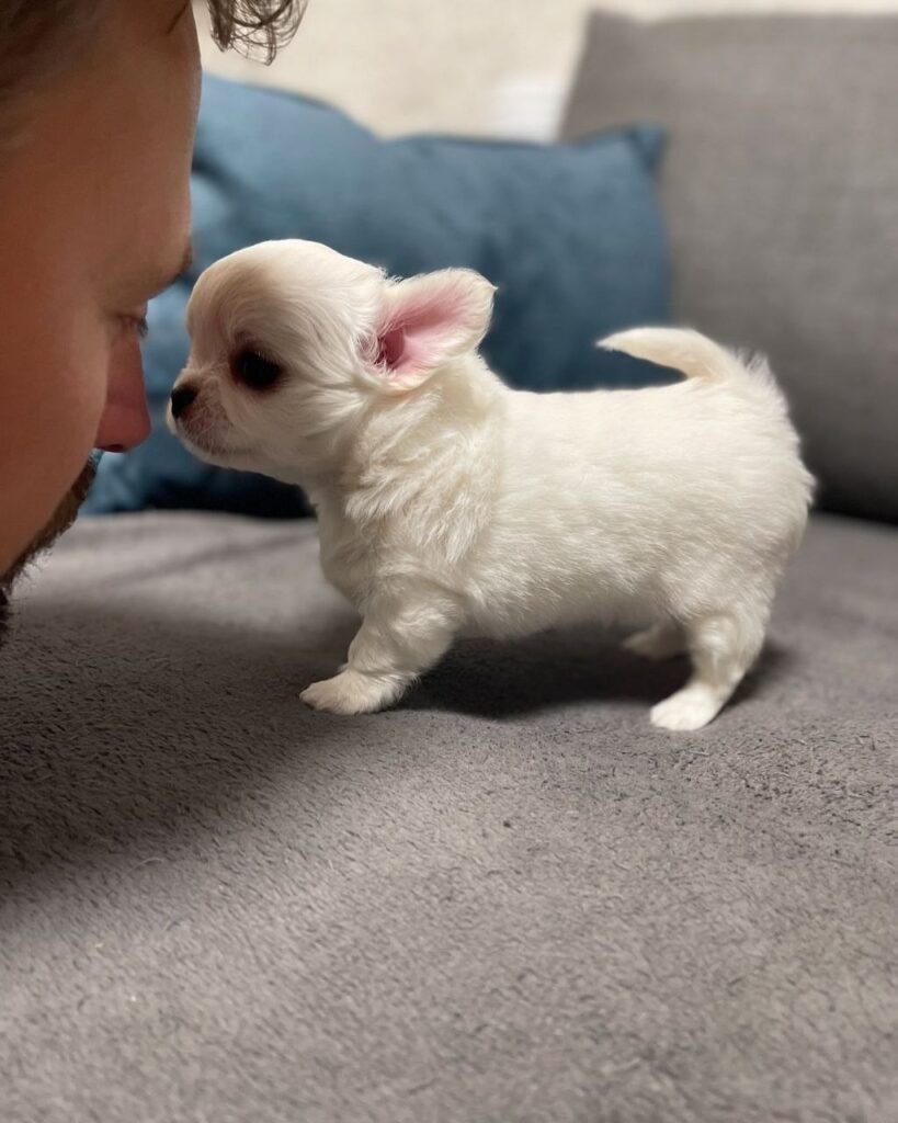 Cucciolo di Chihuahua maschio Pepe, bianco, pelo lungo