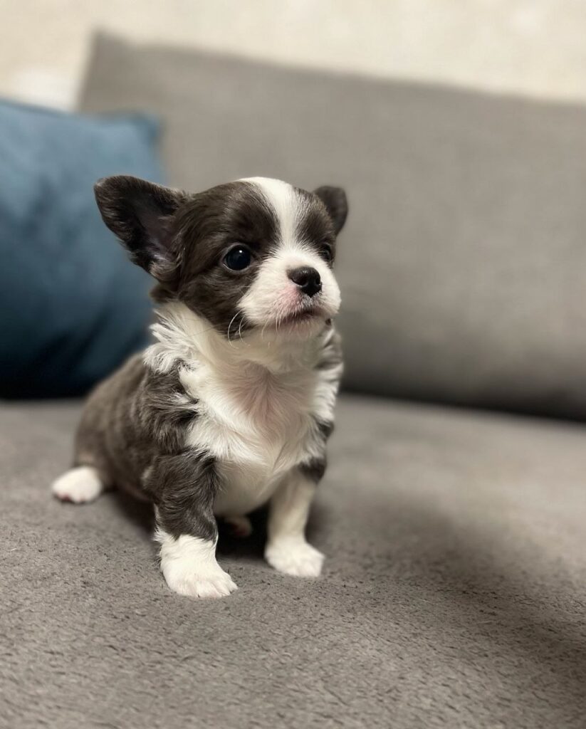 Cucciolo di Chihuahua femmina Mora, cioccolato e bianco, pelo lungo
